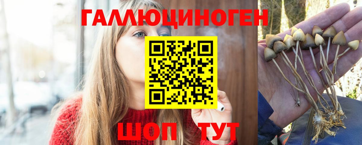 Галлюциногенные грибы Psilocybe Шарыпово